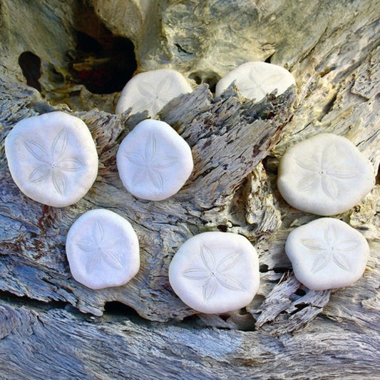 Sea biscuit flat white