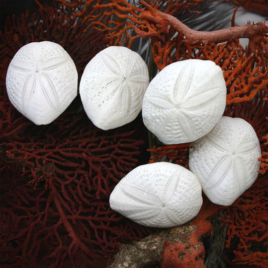 Sand dollar Puffer thin flat heart shape