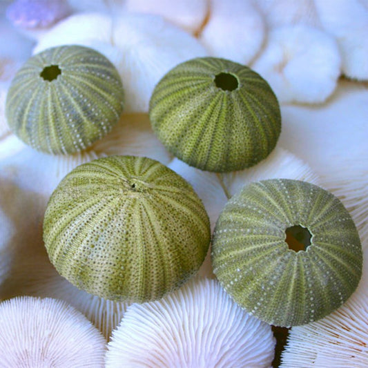 Sea urchin green