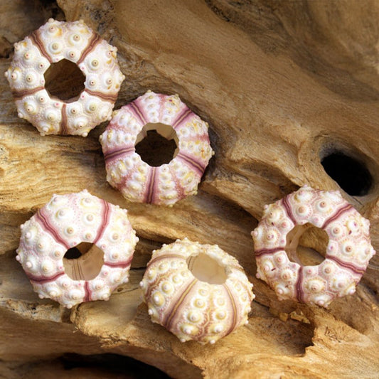 Sea urchin sputnik pink