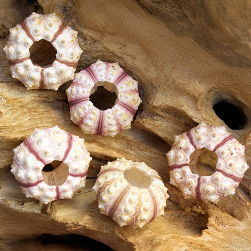 Sea urchin sputnik pink