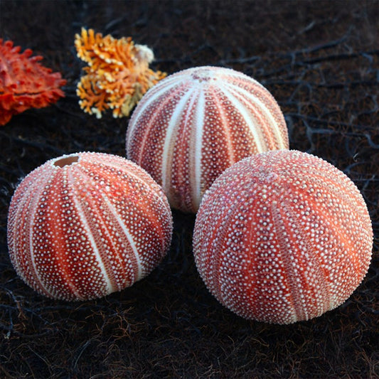 Sea urchin giant orange