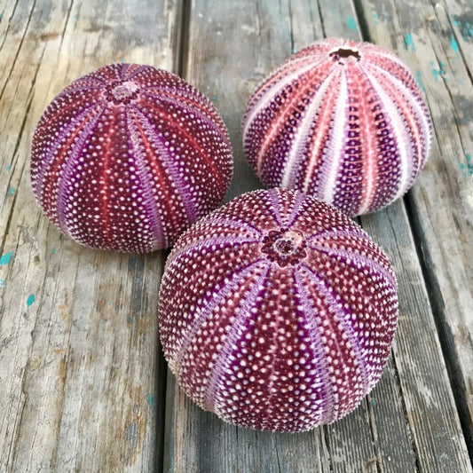 Sea urchin giant purple