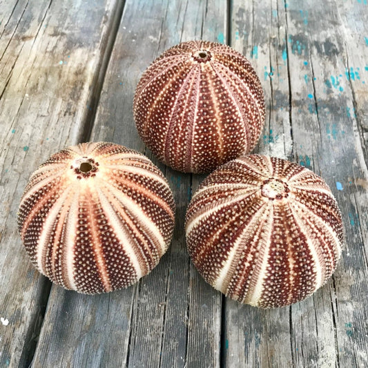 Sea urchin giant brown