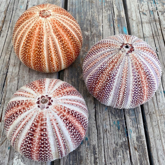 Sea urchin giant pastel assorted