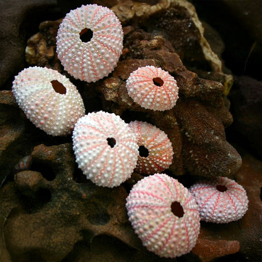 Sea urchin pink