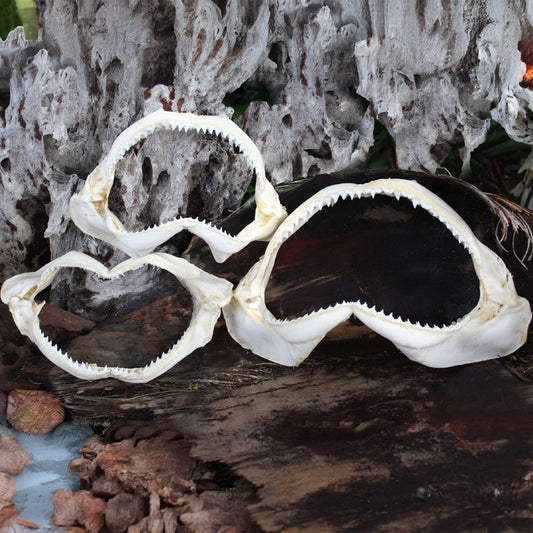 Shark Jaw