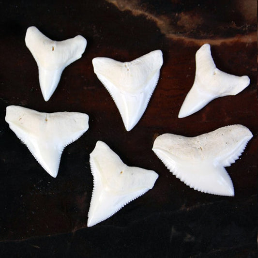 Shark Teeth