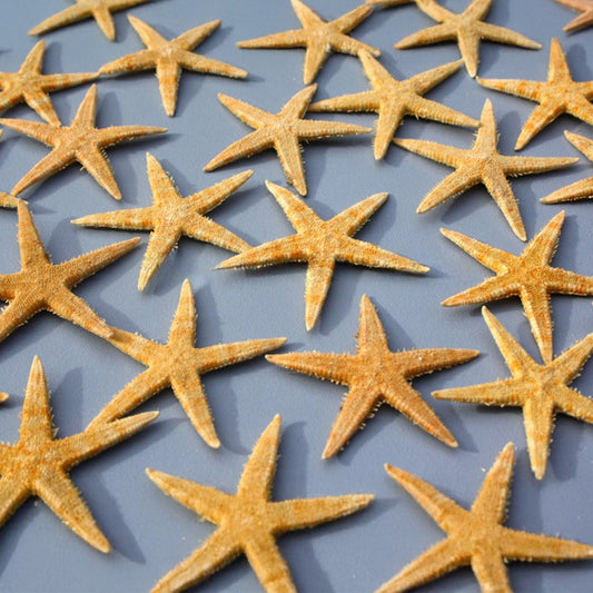 Starfish baby natural