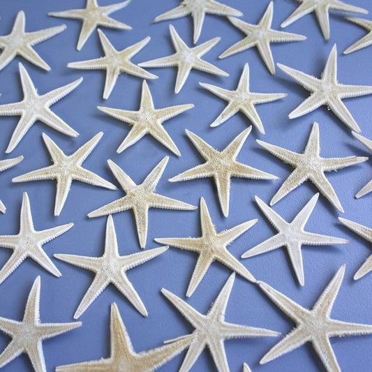 Starfish baby creamy white