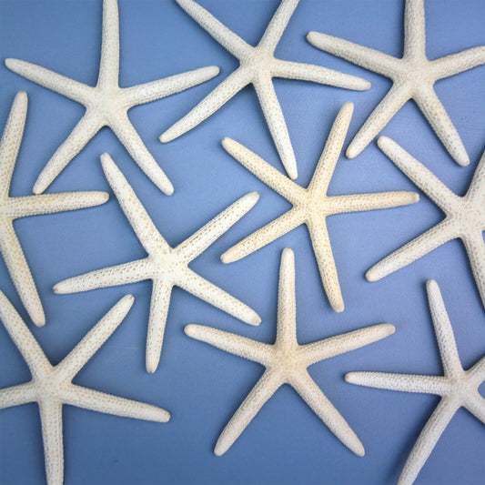 Starfish finger natural creamy white