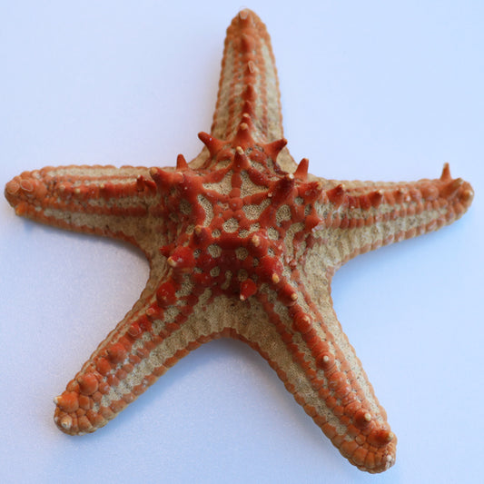 Starfish thorny natural P.Linki