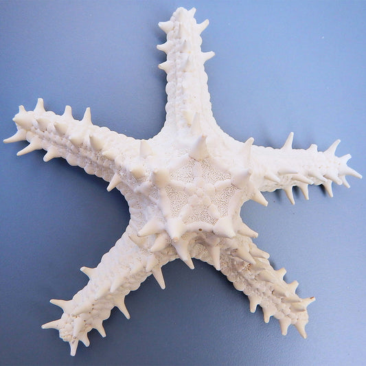 Starfish thorny white P.Linki