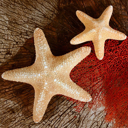 Starfish jungle natural