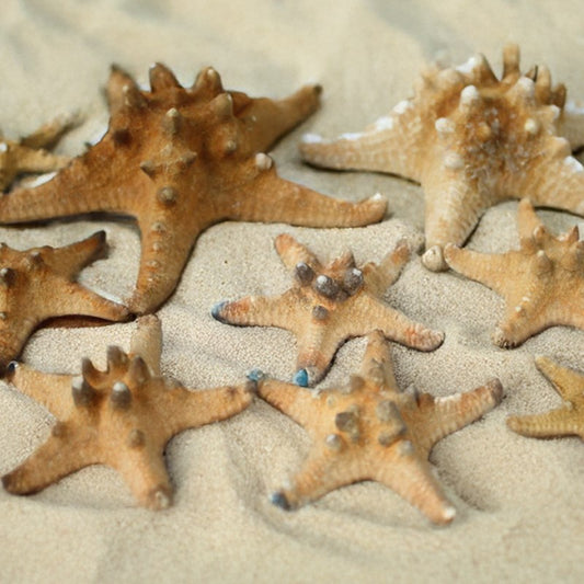 Starfish thorny natural