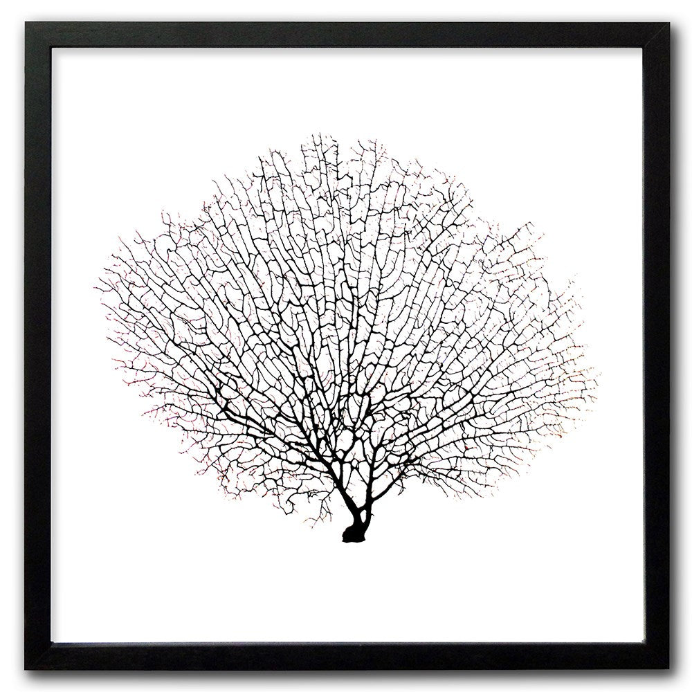 Frame black - no mat - seafan black on white