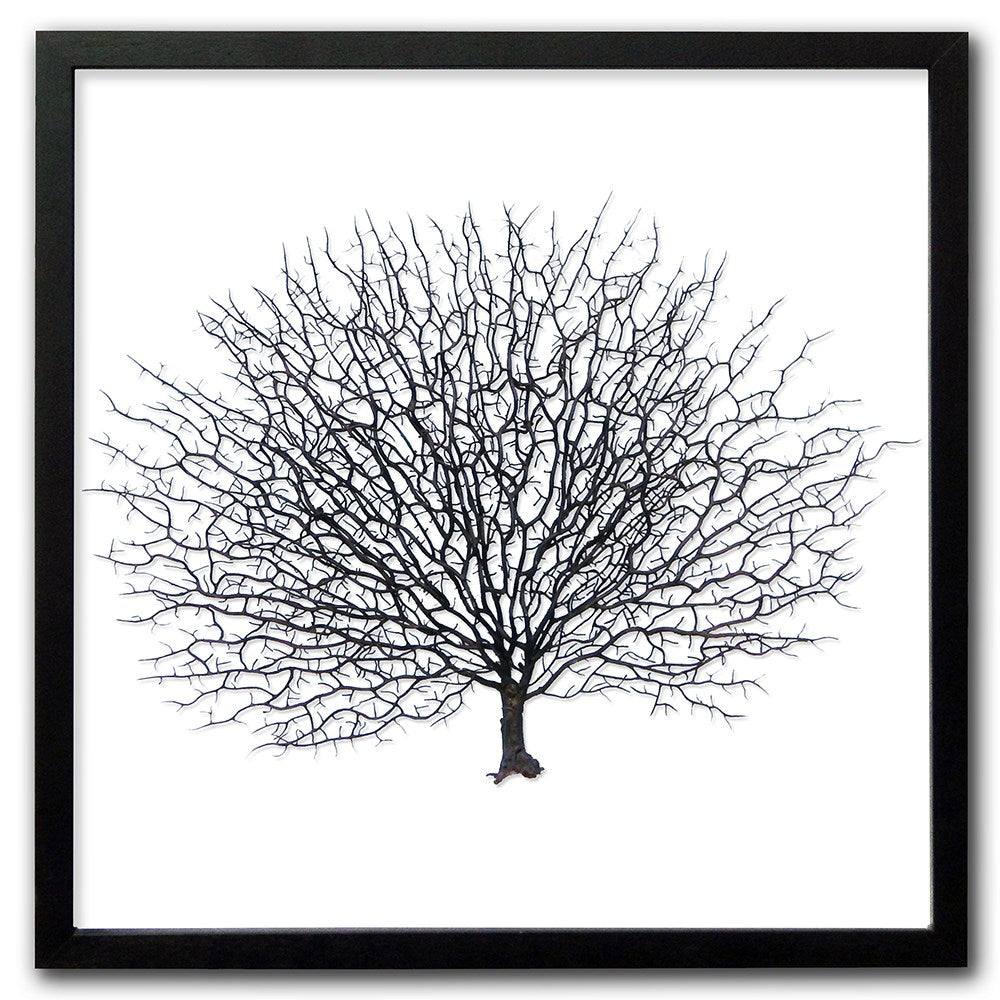 Frame black - no mat - artificial brown seafan on white