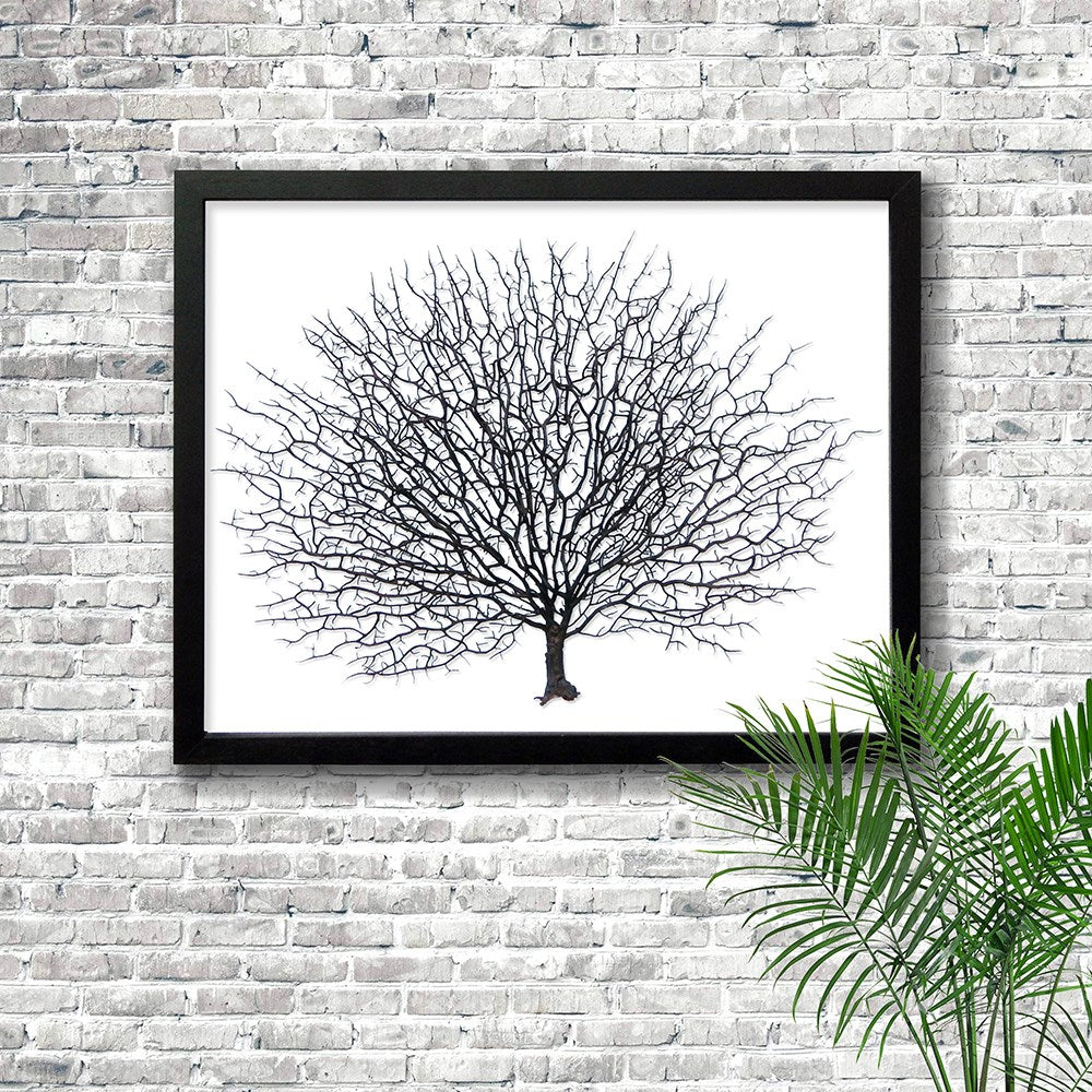 Frame black - no mat - artificial brown seafan on white