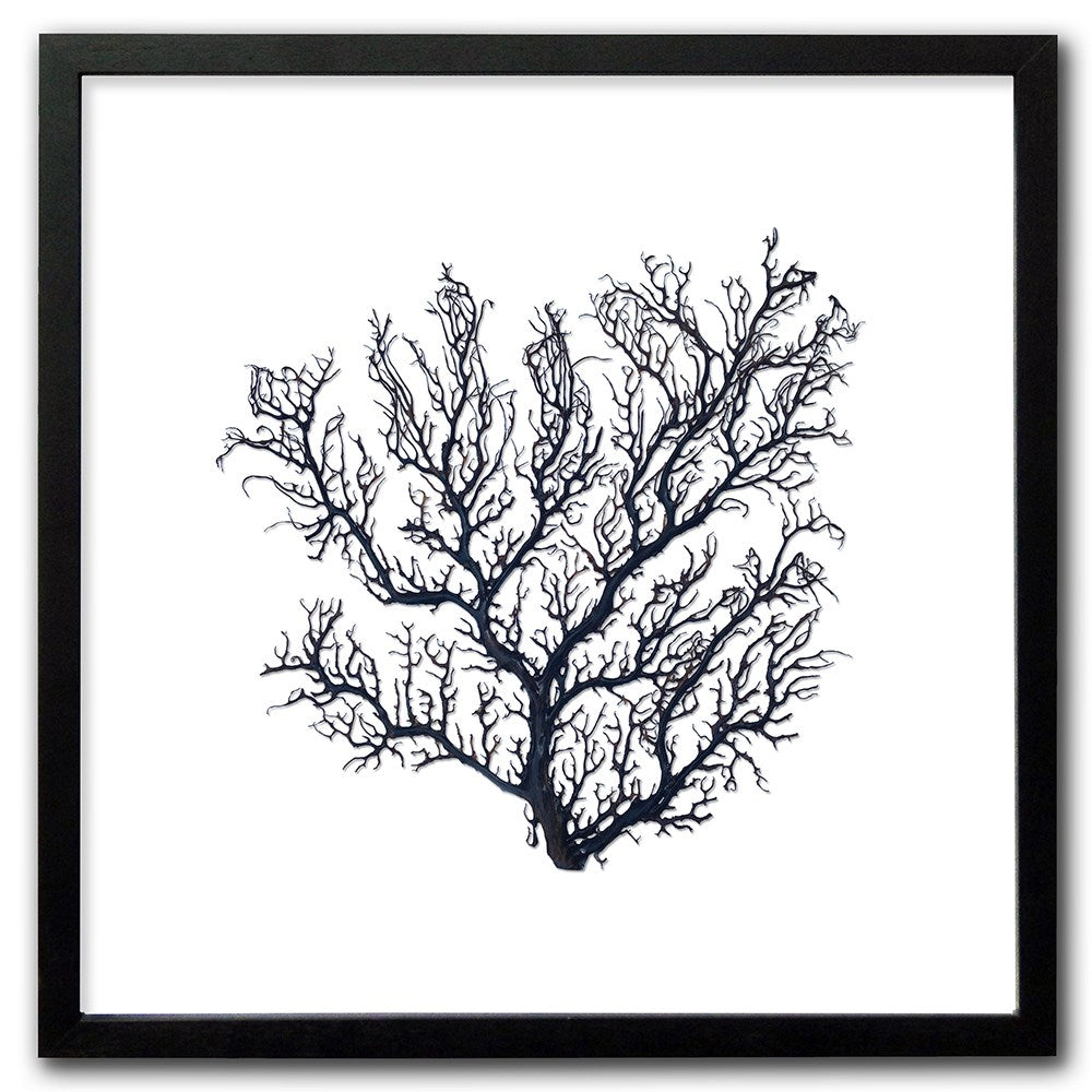 Frame black - no mat - thick black seafan on white