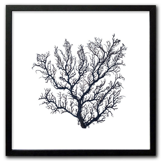 Frame black - no mat - thick black seafan on white