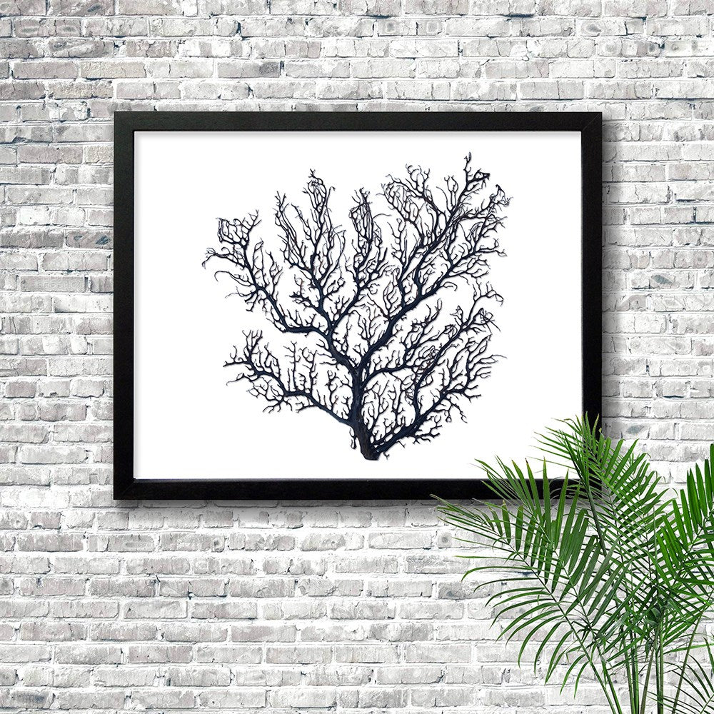 Frame black - no mat - thick black seafan on white