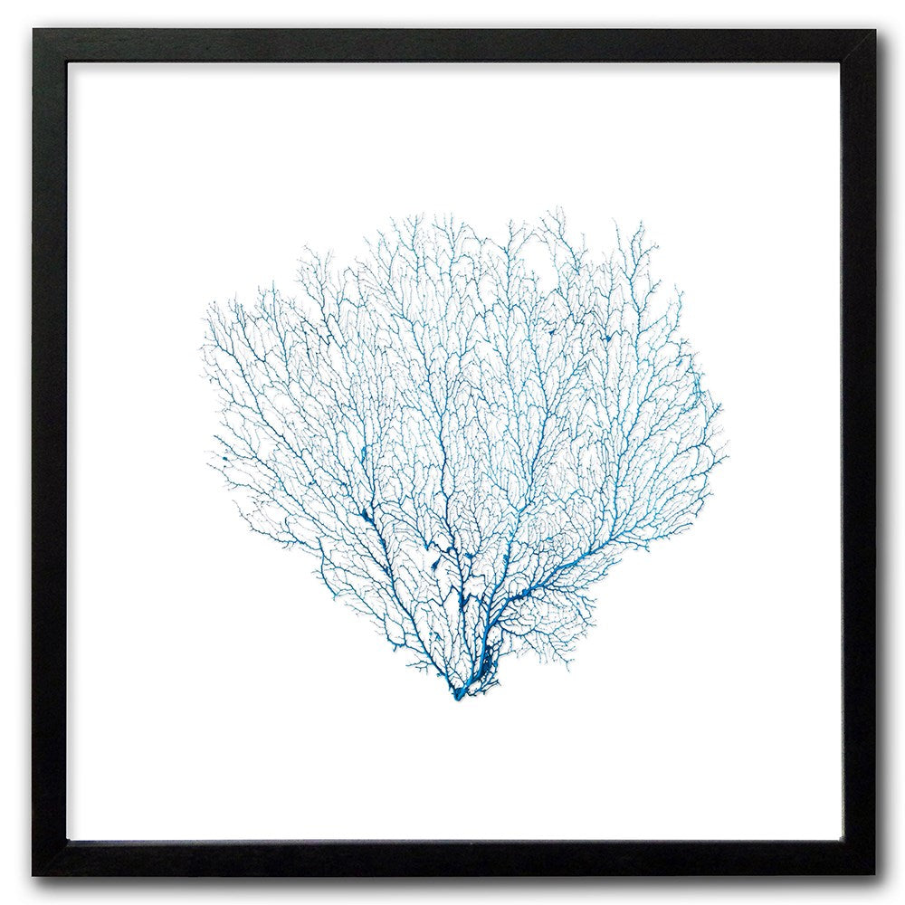 Frame black - no mat - blue seafan on white