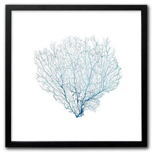 Frame black - no mat - blue seafan on white