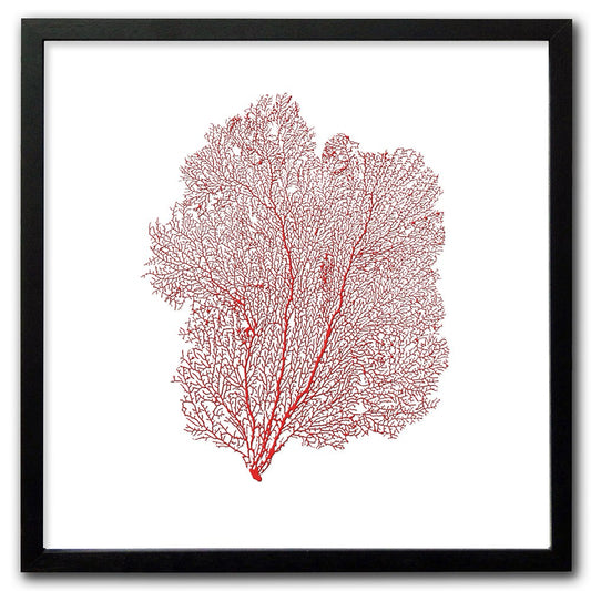 Frame black - no mat - red seafan on white