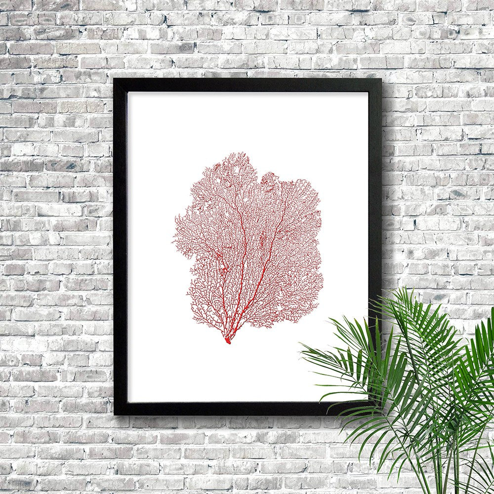 Frame black - no mat - red seafan on white