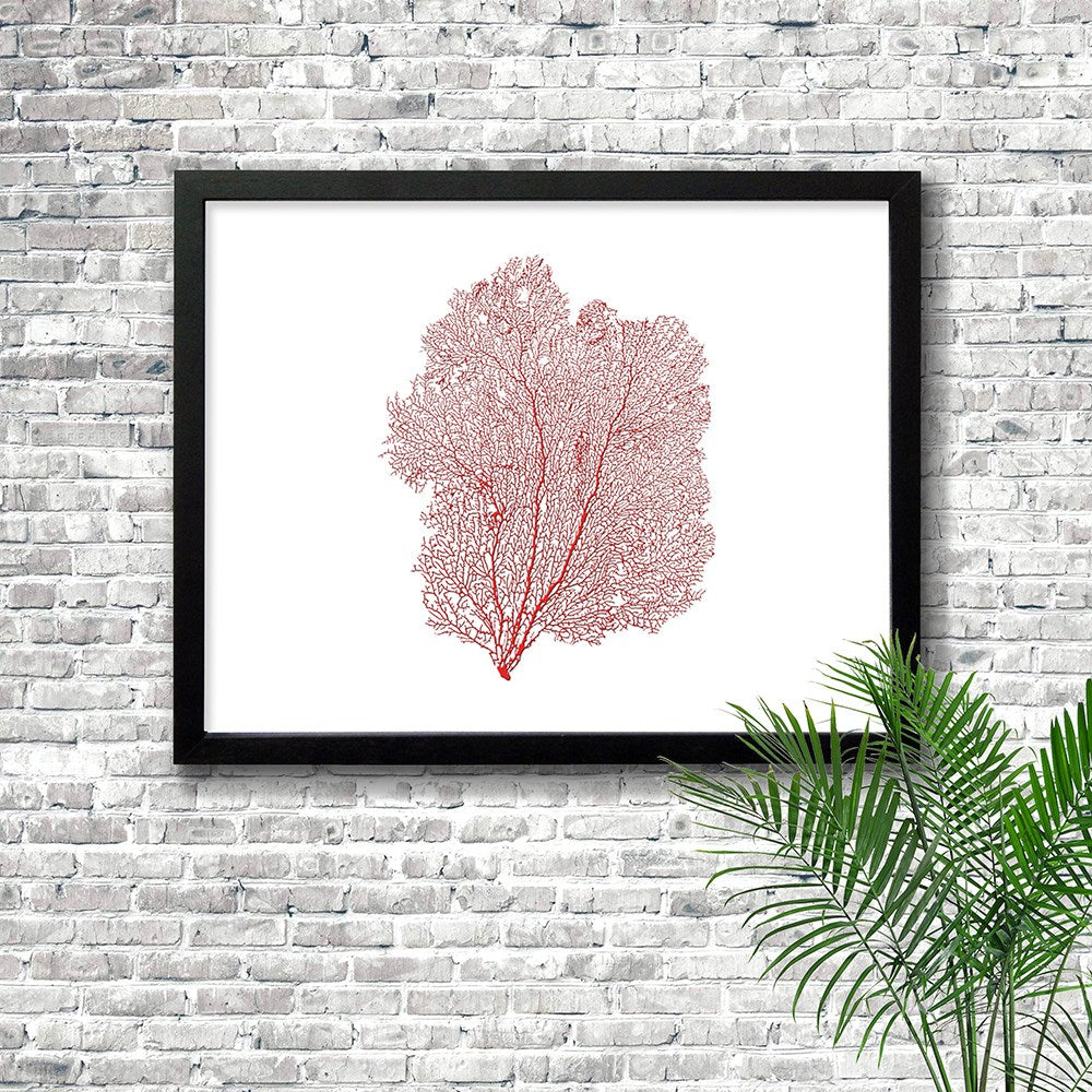 Frame black - no mat - red seafan on white