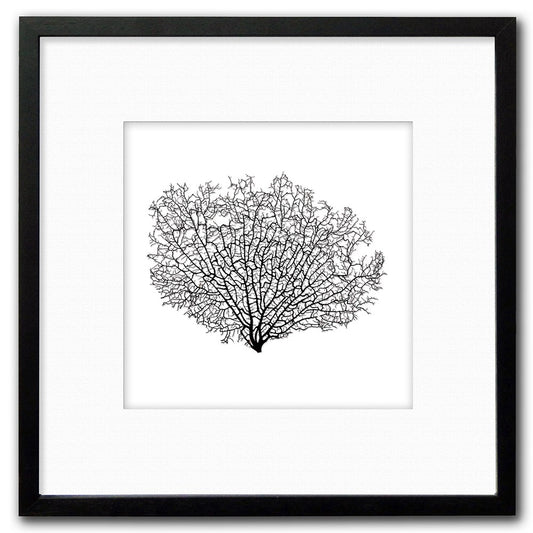 Frame black - white mat - black seafan on white