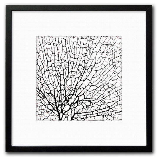 Frame black - white mat - black seafan on white filled