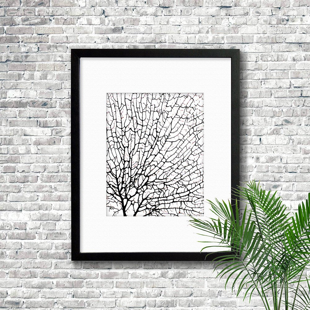 Frame black - white mat - black seafan on white filled