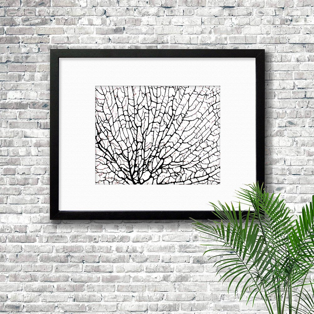 Frame black - white mat - black seafan on white filled