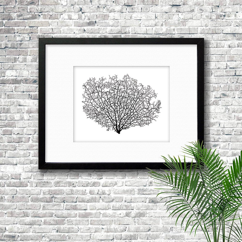 Frame black - white mat - black seafan on white