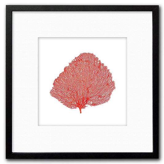Frame black - white mat - red seafan on white