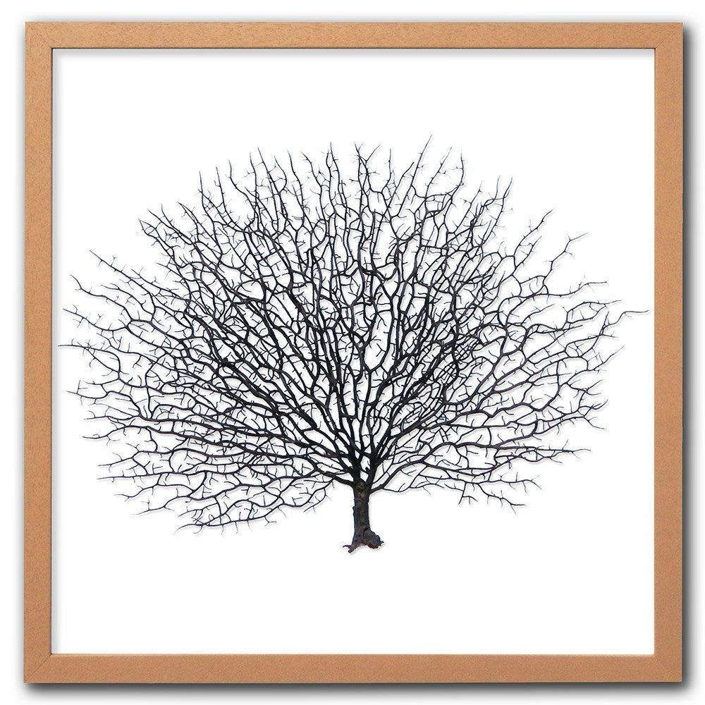 Frame limewhite - no mat - artificial brown seafan on white