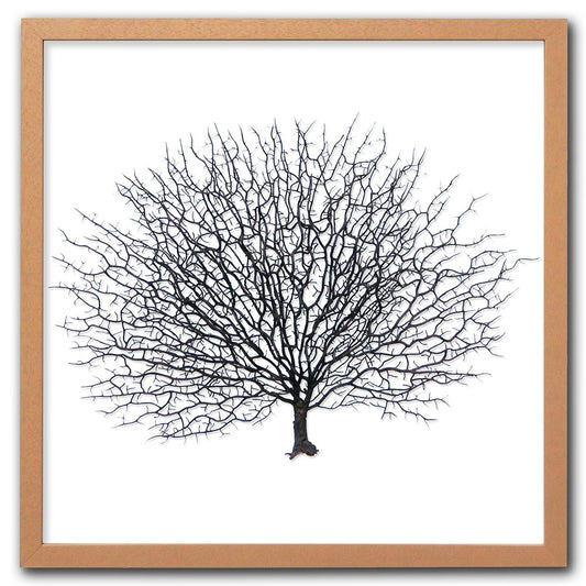 Frame limewhite - no mat - artificial brown seafan on white