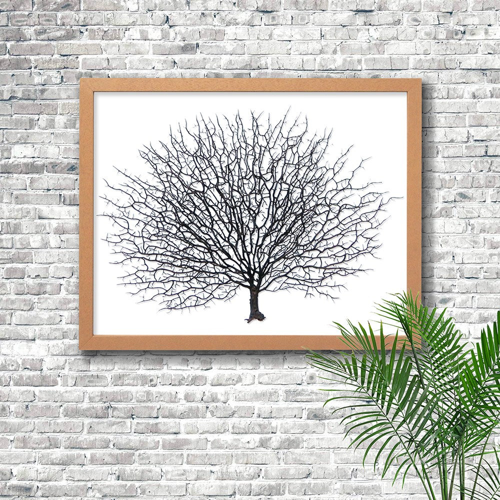 Frame limewhite - no mat - artificial brown seafan on white