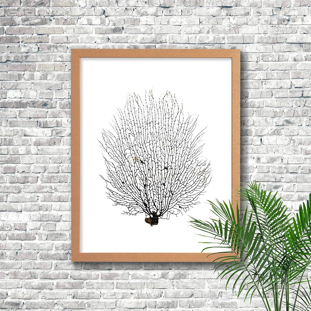 Frame limewhite - no mat - black seafan on white