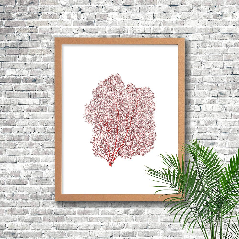Frame limewhite - no mat - red seafan on white