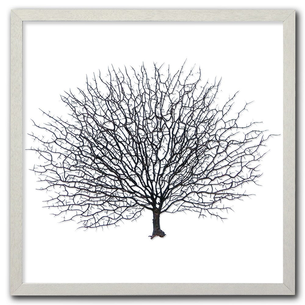 Frame white - no mat - artificial brown seafan on white