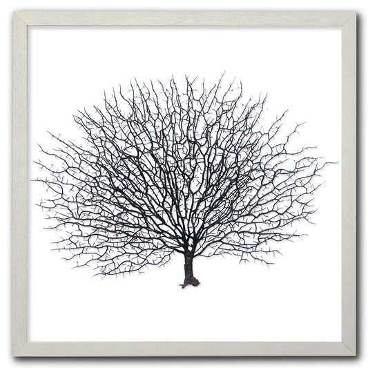 Frame white - no mat - artificial brown seafan on white