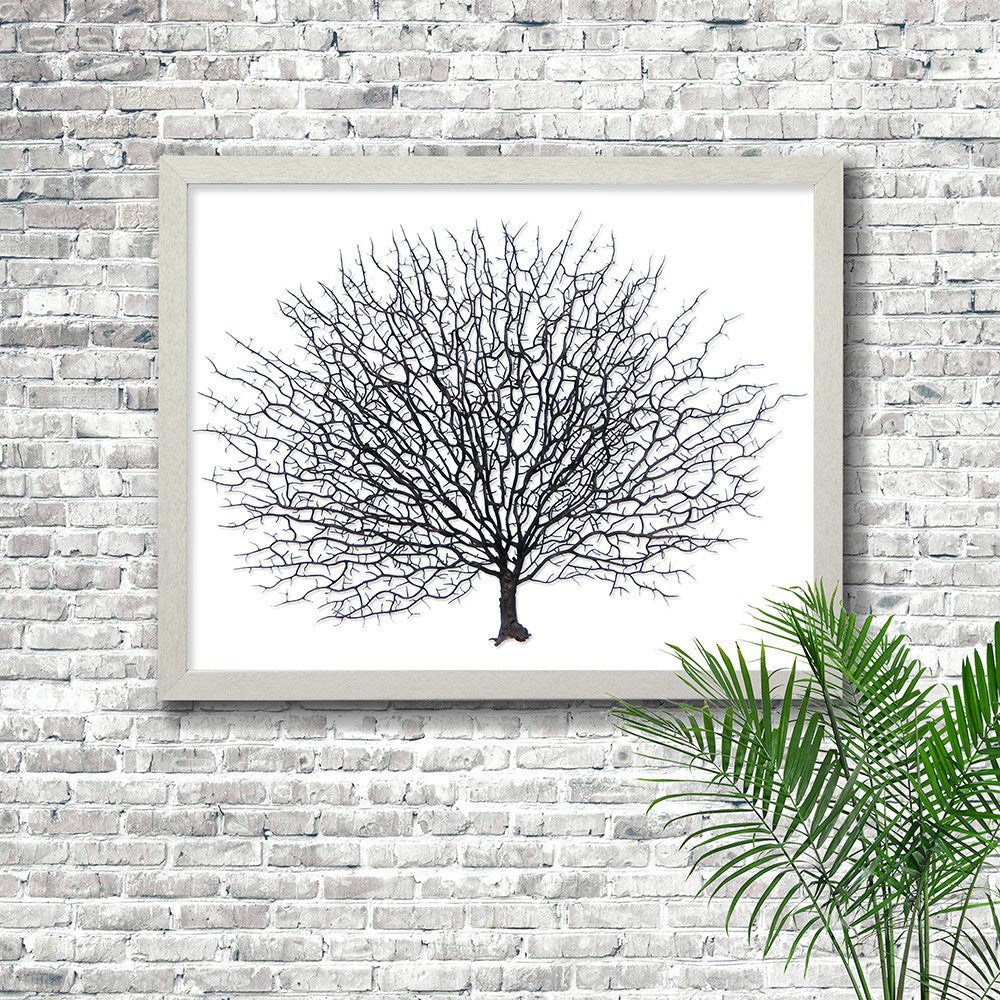 Frame white - no mat - artificial brown seafan on white