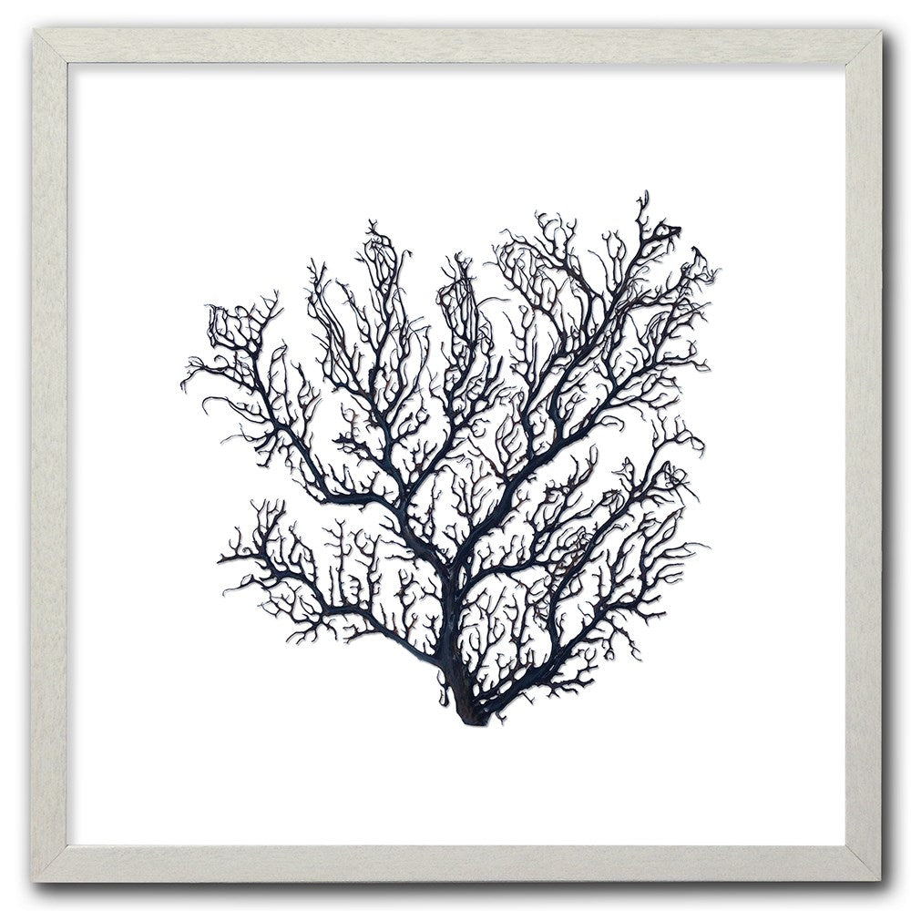 Frame white - no mat - thick black seafan on white