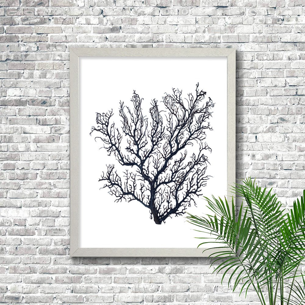 Frame white - no mat - thick black seafan on white