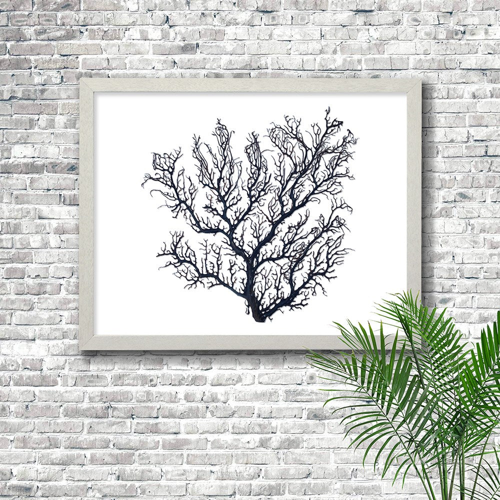 Frame white - no mat - thick black seafan on white