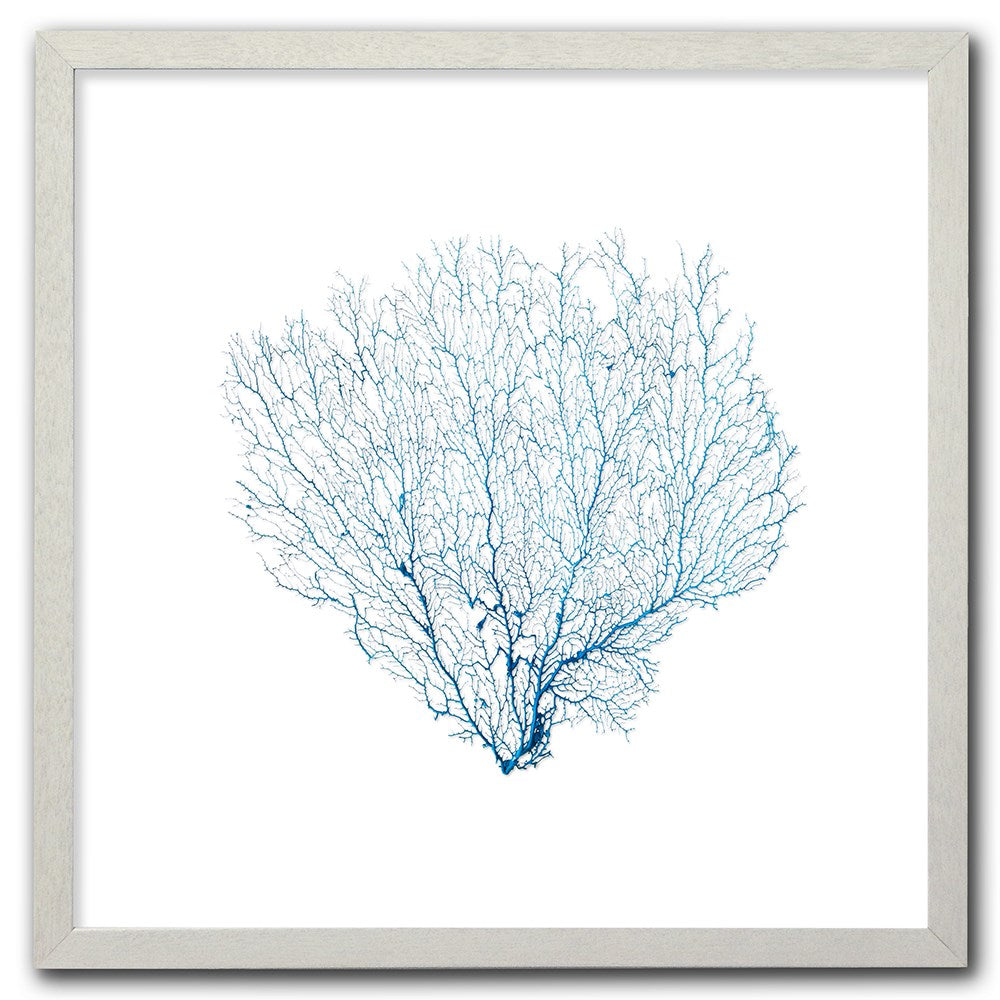 Frame white - no mat - blue seafan on white