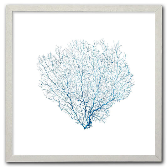 Frame white - no mat - blue seafan on white