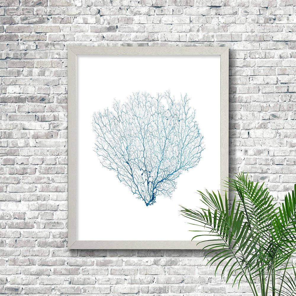 Frame white - no mat - blue seafan on white